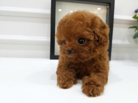 Kurabiye tatlısı toy poodle bebeklerim
