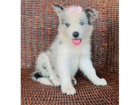 A kalite border collie yavrular