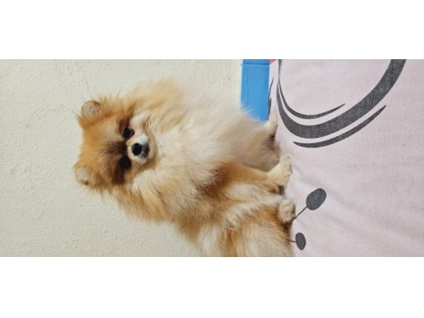 Pomeranian spitz