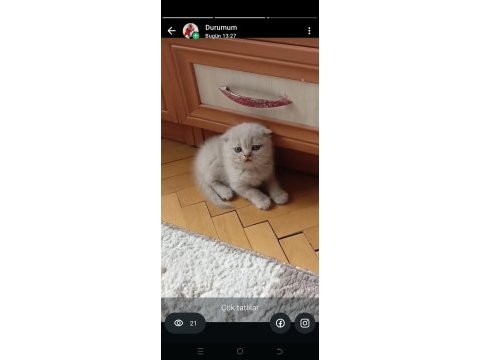 İran ve longhair yavruları açıklamayı okuyunuz