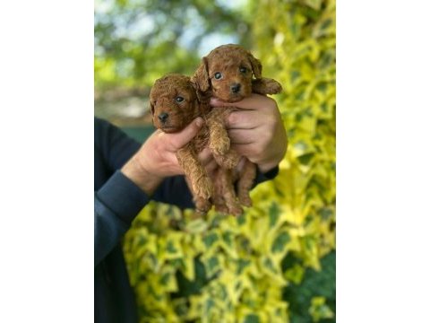 Red poodle yavrular