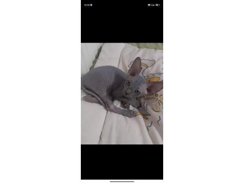 Özel renk orjinal sfenks