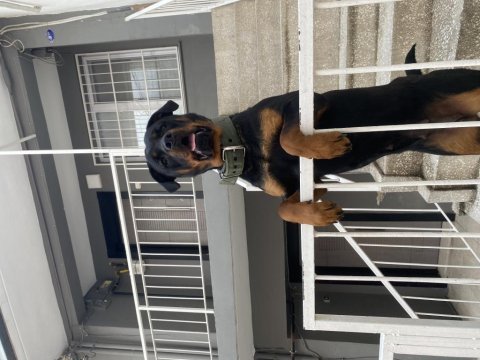 1.5 yaşındaki kızıma erkek eş arıyorum rottweiler