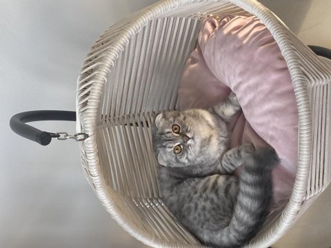 Kızımız yeni sahiplerini bekliyor scottish fold