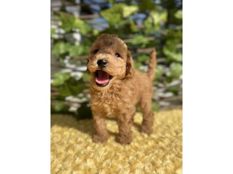 Tüy dökmez koku yapmaz poodle yavrular