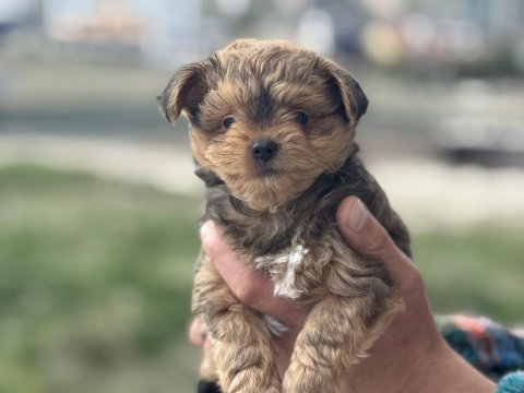 Antiallerjik tea cup morkie yavrularımız