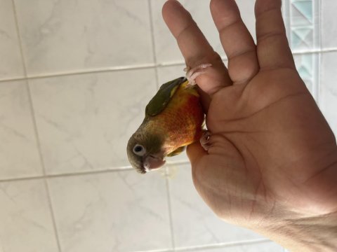 El besleme renk güzeli konur papağanı