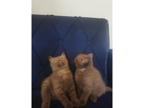 Cinnamon british shorthair