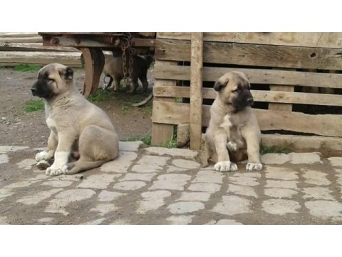 Irk garantili kangal yavruları