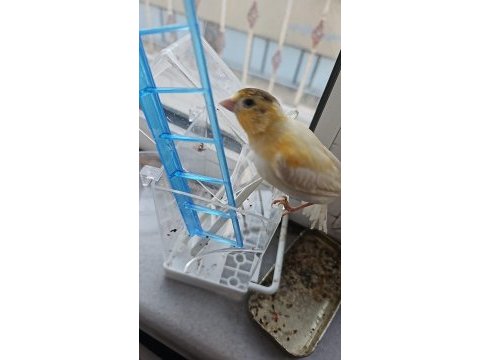 2 aylık gloster kanarya yavrular