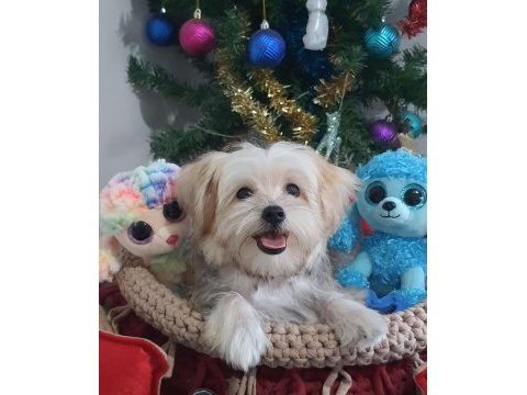 Sevimli morkie yavrular 