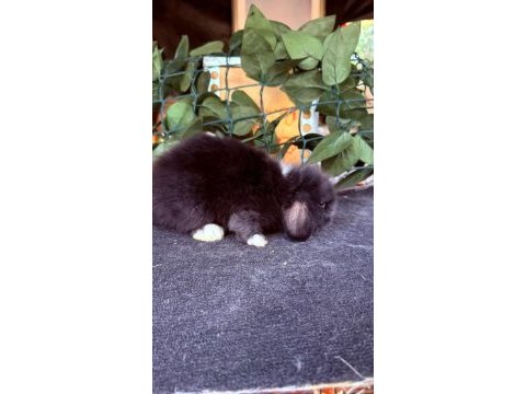 Safkan hollanda teddy lop tavşanlar