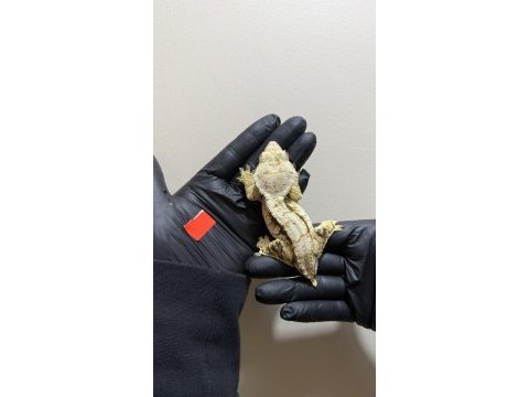 Crested geckolar