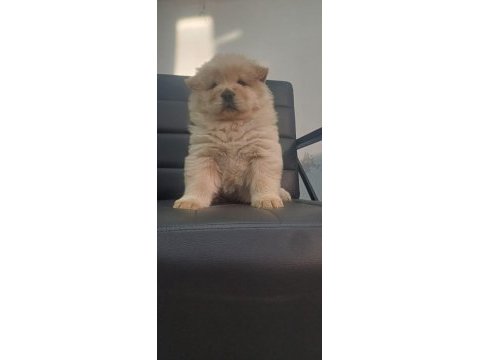 Chow chow 45 günlük dişi köpeğimiz