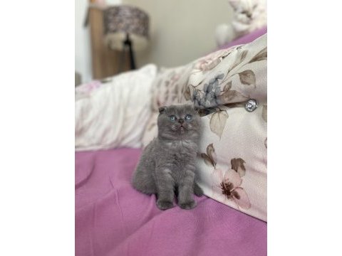 2 aylık dişi scottish fold kedisi