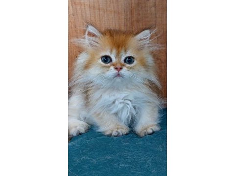 British longhair golden ny11-12 serileri a+
