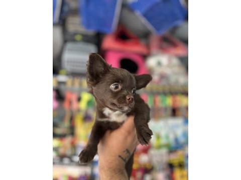 Kalite isteyene çikolata longhair chihuahua bebekler