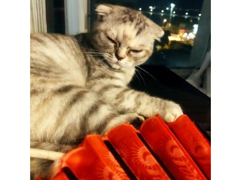Bir yaşında eğitimli scottish fold
