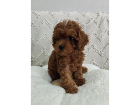 Biblo gibi poodle kızımız yeni yuvasını arıyor