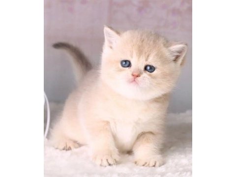 Muhteşem güzellikte golden shorthair yavrular
