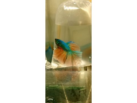 Betta balığı