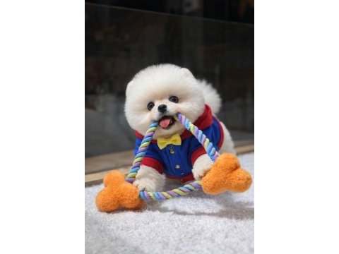 Özel kalite pomeranian yavrumuz