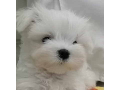 Muhteşem maltese