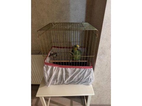 6 aylık amazon papağanı
