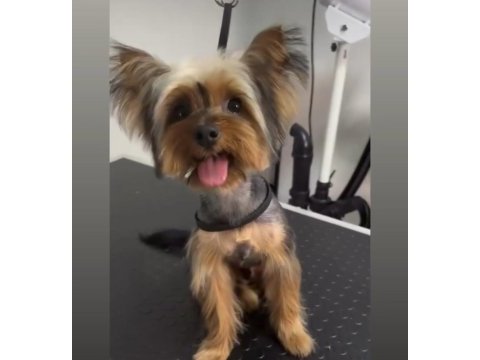 Yorkshire terrier erkek safkan