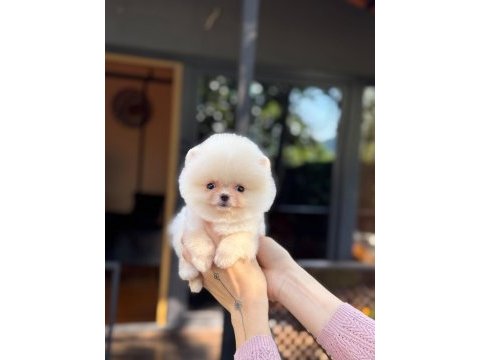 Sağlık ve ırk garantili pomeranian