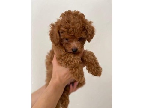 A kalite toy poodle yavrularımız yeni yuvasını arıyor