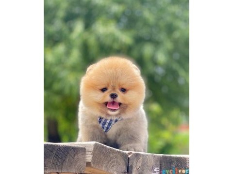 Sevimli pomeranian boo yavrularımız