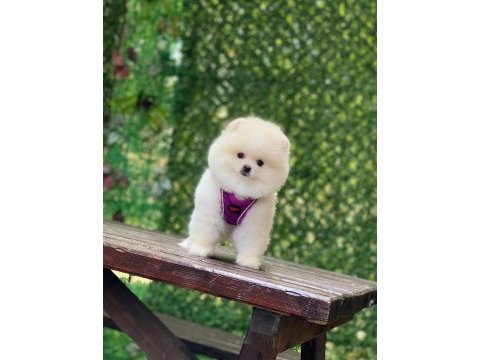 Pomeranian teddy face yavrularımız