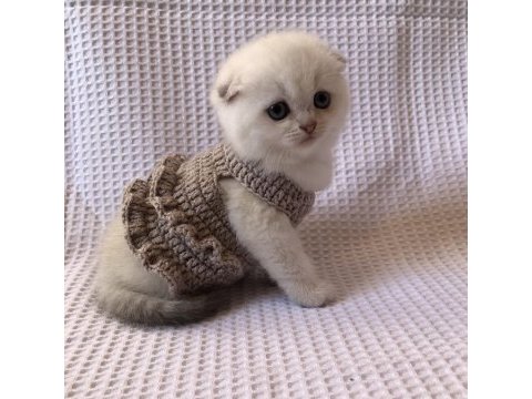 Pamuk scottish fold çocuklar