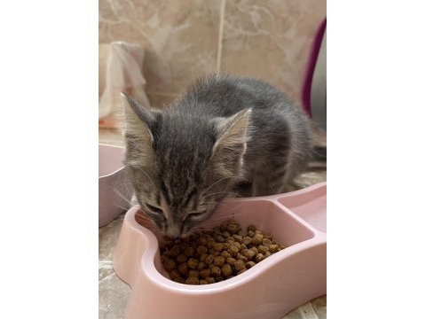 2 aylık kimsesiz tekir kediye acil yuva arıyoruz