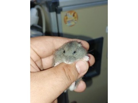 Çok güzel bir beyaz kız ve kara çocuk hamster