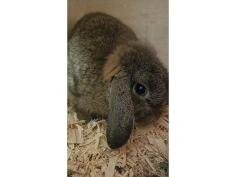 Aguti mini lop dişi gebe tavşanımız