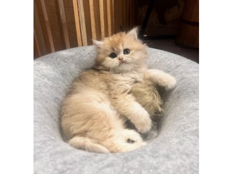 Saf kan golden british longhair yavrular (wcf kayıtlı)