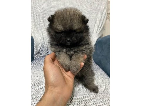 Pomeranian bebekler orginal çanta boy