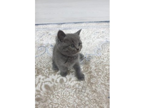 British shorthair kedilerimiz