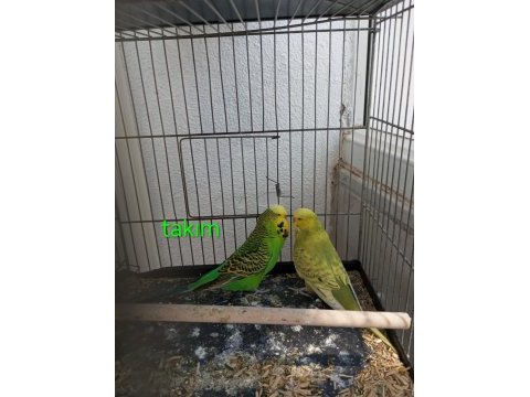 Takım yavru dişi erkek muhabbet kuşu