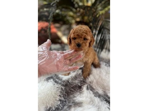 Toy poodle puppy sağlık ırk garantili