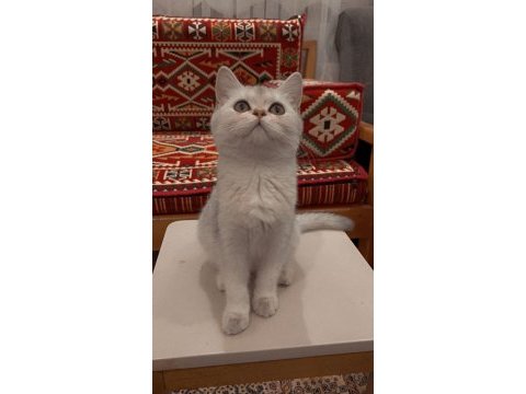 British shorthair dişi 3.5 aylık