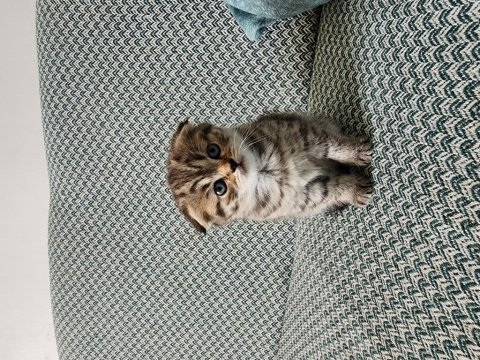 Safkan british longhair yavrular