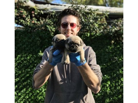 Gül kuyruk pug mobs yavrularımız