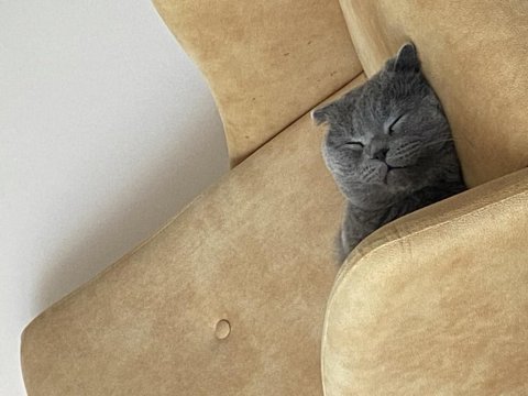 British shorthair kedimiz acil satılıktır