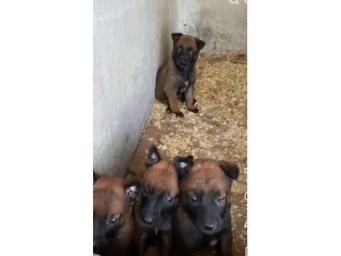 Belçika kurt yavrular