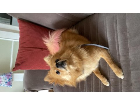 Dokuz aylık dişi pomeranian
