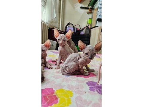 Canadian sphynx yavrular