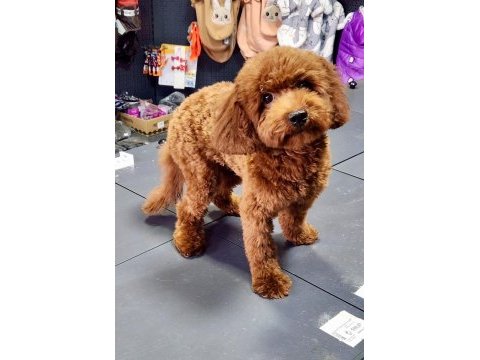 Toy poodle 8 aylık dişi